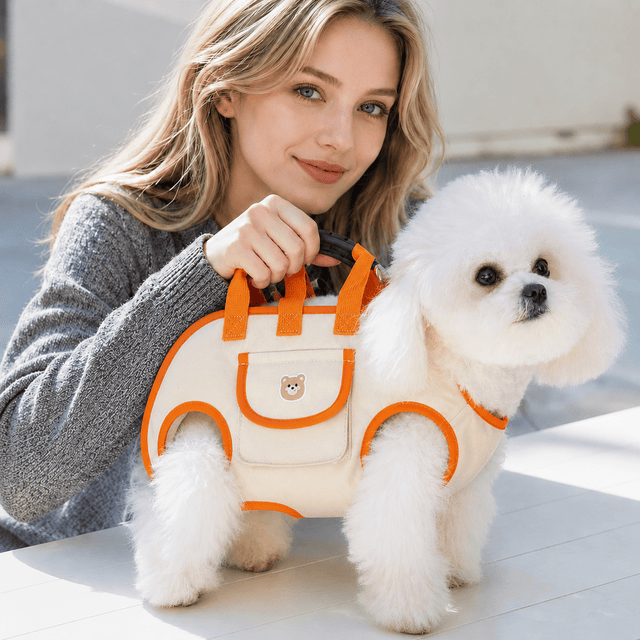 Pet Comfort Harness Set: What Pet Owners Should Know