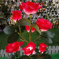 5 Heads Solar Lights Rose Flower