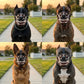Fang Dog Muzzle